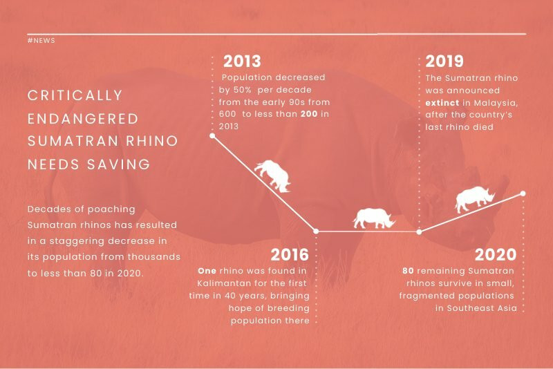 southern white rhino population 2020